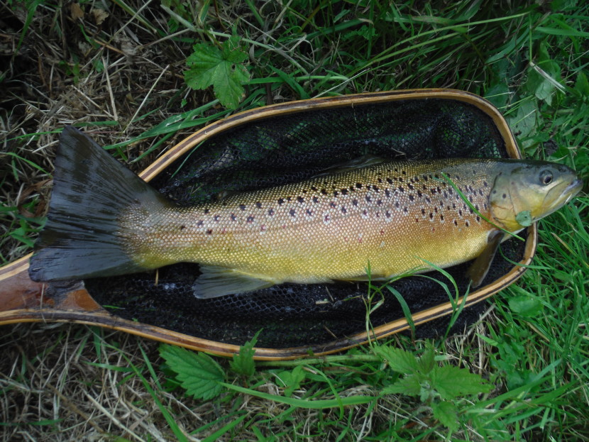 Avon trout on the nymph
